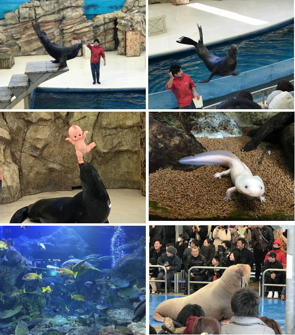 2018tobaaqua.jpg