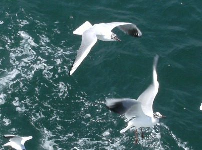 DSCF2679.JPG