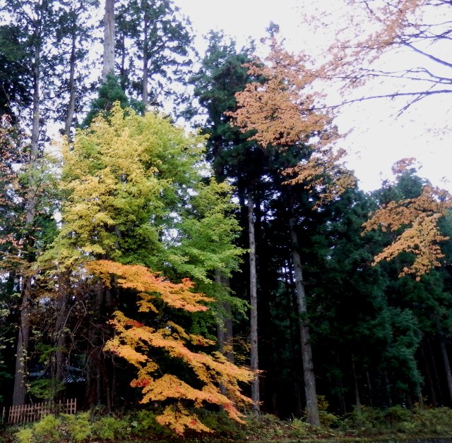 PB110009.JPG