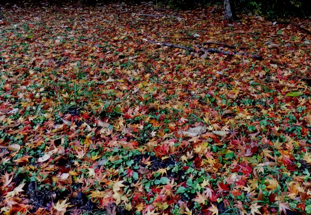PB110014.JPG