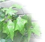 bktuta20070926.jpg