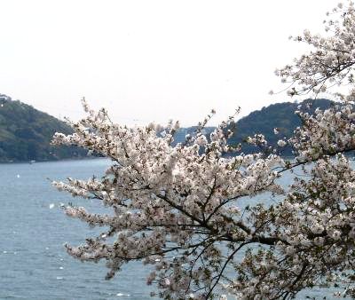 hamanano-sa.JPG