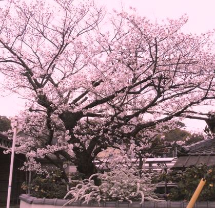 sakura.JPG