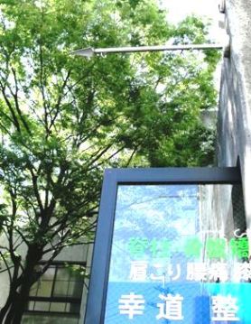sanzimi-tree.JPG