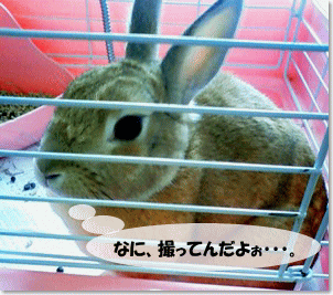 usako.gif